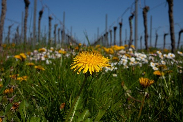 Free download Meadow Vineyard Landscape -  free photo or picture to be edited with GIMP online image editor