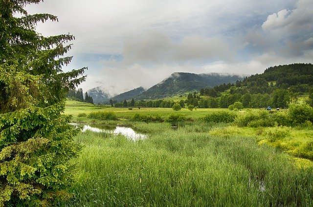 Free download Meadow Wetland Swamp -  free photo or picture to be edited with GIMP online image editor