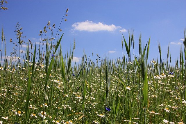 Free download Meadow Wildflowers Flowers -  free photo or picture to be edited with GIMP online image editor