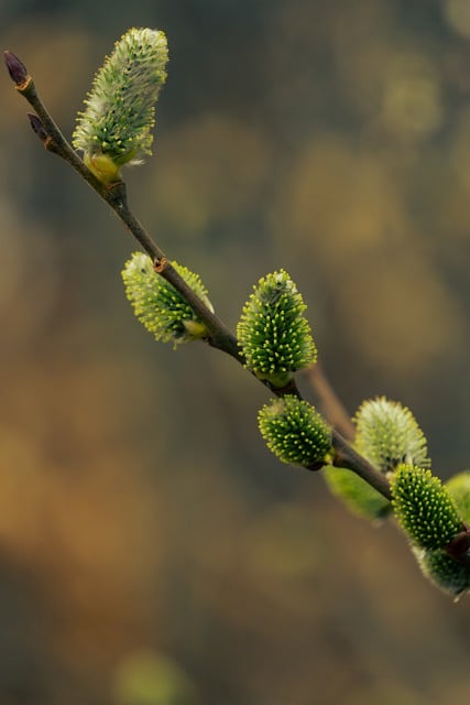 Free download meat willow nature green flower free picture to be edited with GIMP free online image editor