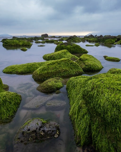 Free download meditation sea wave moss reef free picture to be edited with GIMP free online image editor