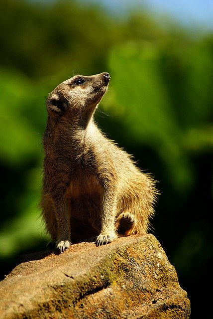 Free download Meerkat Animal Animals -  free photo or picture to be edited with GIMP online image editor