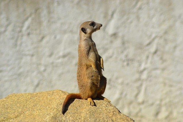 Free download Meerkat Animal Mammal -  free photo or picture to be edited with GIMP online image editor