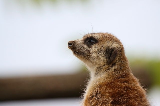 Free download meerkat animal wildlife mammal zoo free picture to be edited with GIMP free online image editor