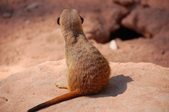 Free download meerkat animal zoo n cute nature free picture to be edited with GIMP free online image editor