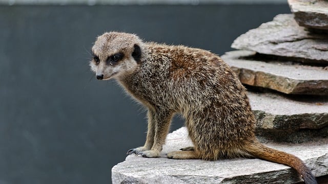 Free download meerkat mammal animal stones fauna free picture to be edited with GIMP free online image editor