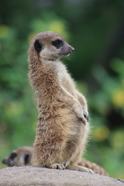 Free download meerkat mammal animal wildlife zoo free picture to be edited with GIMP free online image editor