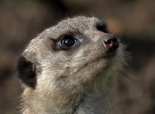 Free download meerkat mammal face whiskers free picture to be edited with GIMP free online image editor
