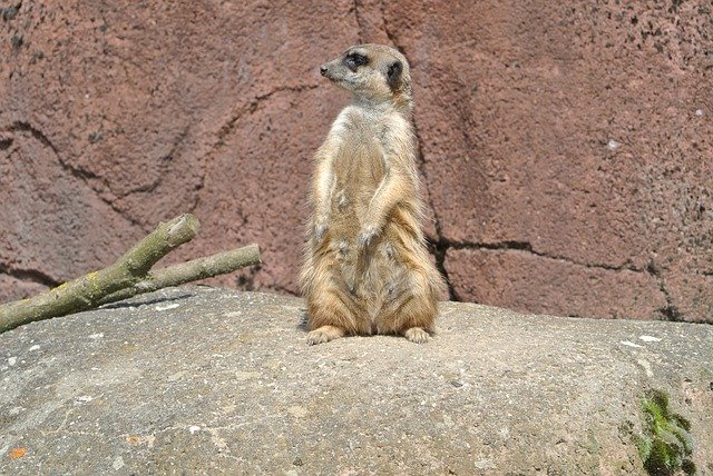 Free download Meerkat Mammal Zoo -  free photo or picture to be edited with GIMP online image editor