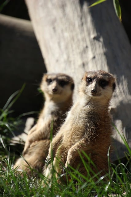 Free download meerkat nature pose duo portrait free picture to be edited with GIMP free online image editor