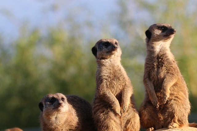 Free download meerkats animals mammals wildlife free picture to be edited with GIMP free online image editor