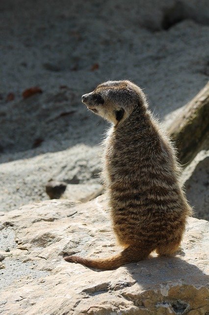 Free download Meerkat Zoo Animal -  free photo or picture to be edited with GIMP online image editor