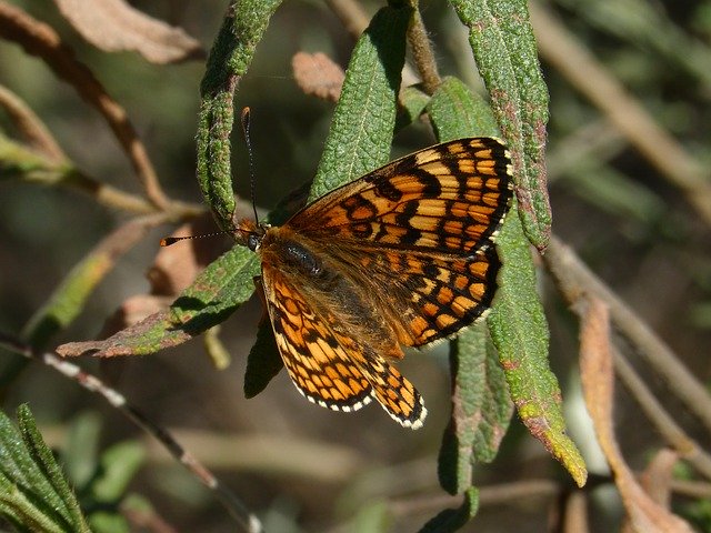 Free download Melitaea Phoebe Butterfly Orange -  free photo or picture to be edited with GIMP online image editor