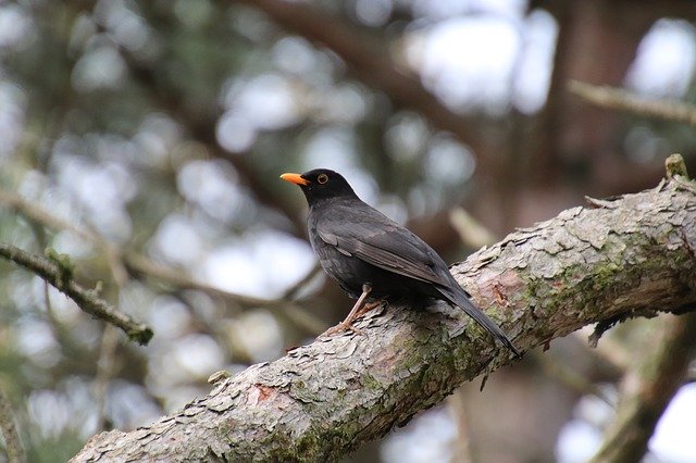 Free download Merle Black Birds Perched -  free photo or picture to be edited with GIMP online image editor