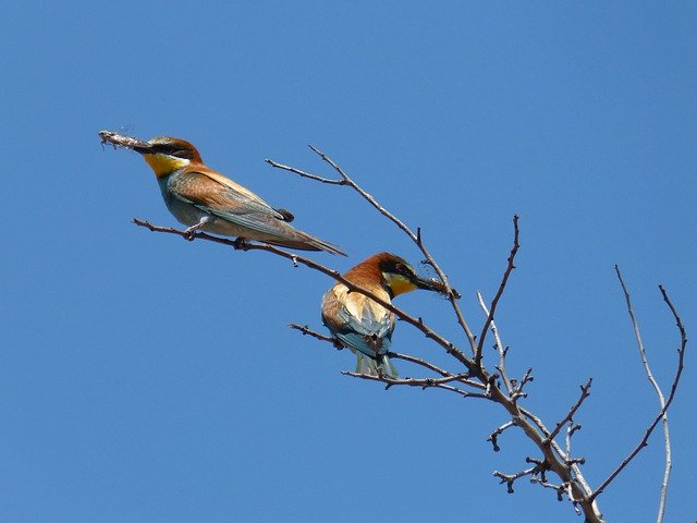 Free download Merops Apiaster Bee-Eater Bee -  free photo or picture to be edited with GIMP online image editor