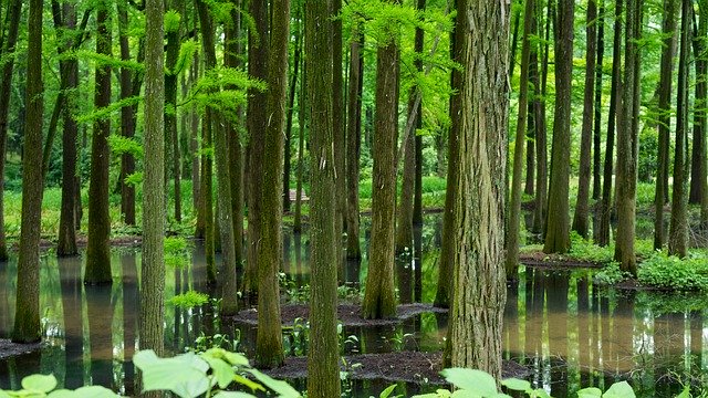 Free download Metasequoia Park Plant -  free photo or picture to be edited with GIMP online image editor