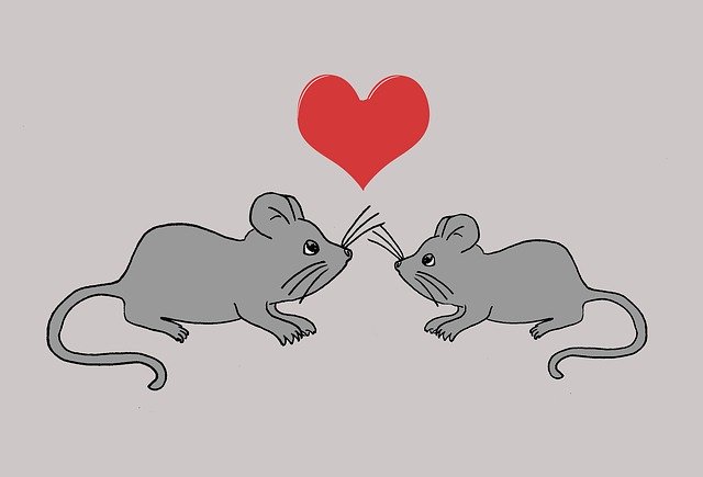 Free download Mice Rodents Heart ValentineS -  free illustration to be edited with GIMP free online image editor