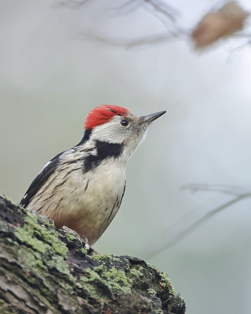 Free download middle spotted woodpecker woodpecker free picture to be edited with GIMP free online image editor