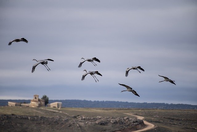 Free download Migration Cranes Spain -  free photo or picture to be edited with GIMP online image editor