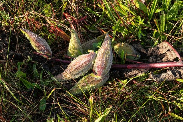 Free download Milkweed Plant Nature -  free photo or picture to be edited with GIMP online image editor