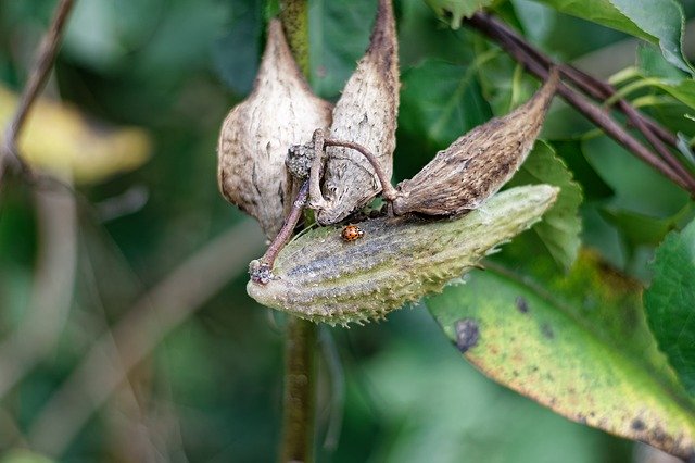 Free download Milkweed Pod Plant -  free photo or picture to be edited with GIMP online image editor