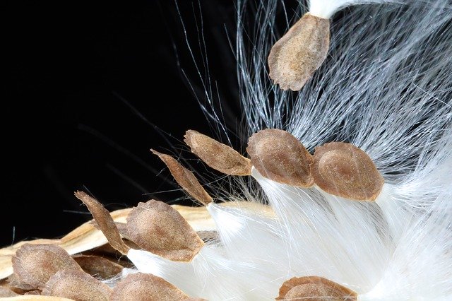 Free download Milkweed Seeds Departure -  free photo or picture to be edited with GIMP online image editor