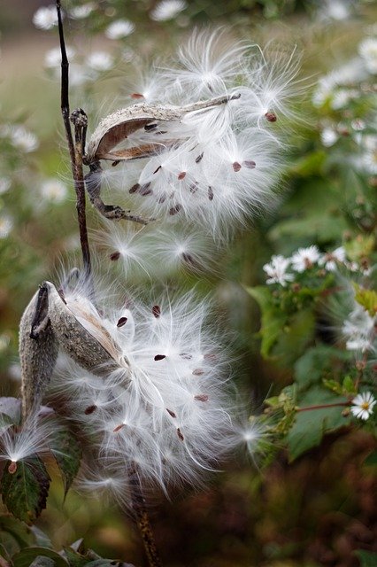 Free download Milkweed Seeds Plants -  free photo or picture to be edited with GIMP online image editor