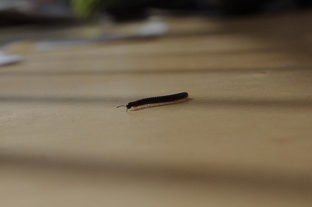 Free download Millipede Legs -  free photo or picture to be edited with GIMP online image editor