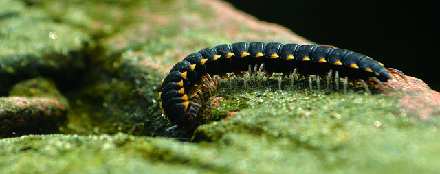 Free download Millipedes Life Nature -  free photo or picture to be edited with GIMP online image editor