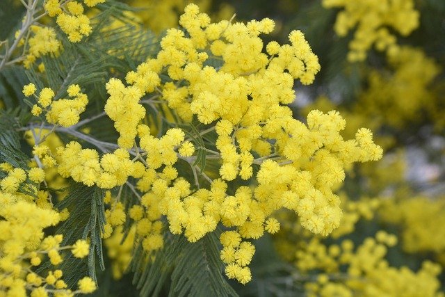 Free download Mimosa Flowering Flower -  free photo or picture to be edited with GIMP online image editor