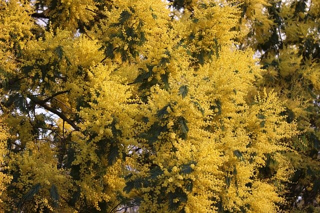 Free download Mimosa Flowers Flower -  free photo or picture to be edited with GIMP online image editor