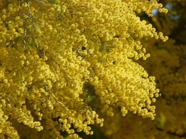 Free download Mimosa Flower Yellow -  free photo or picture to be edited with GIMP online image editor