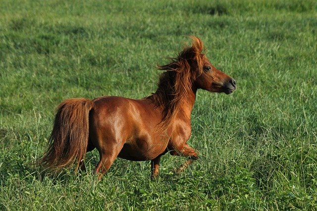 Free download Miniature Horse Grass -  free photo or picture to be edited with GIMP online image editor