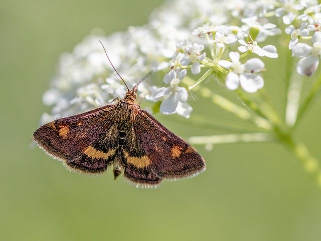 Free download Mint Moth Tiny Micro -  free photo or picture to be edited with GIMP online image editor