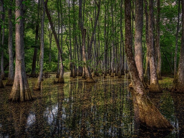 Free download Mississippi America Swamp -  free photo or picture to be edited with GIMP online image editor