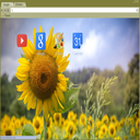 Miss Sunshine  screen for extension Chrome web store in OffiDocs Chromium