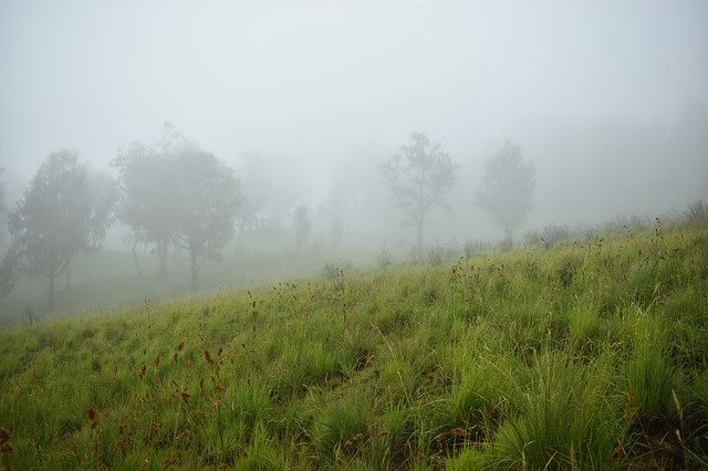 Free download Mist Forest Fog -  free photo or picture to be edited with GIMP online image editor