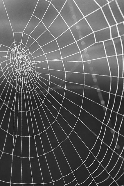 Free download mobile wallpaper spider web free picture to be edited with GIMP free online image editor