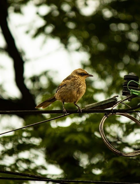 Free download mockingbird bird animal wire free picture to be edited with GIMP free online image editor