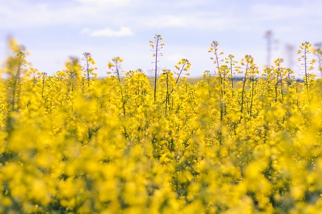 Free download Moldova Agriculture Beautiful -  free photo or picture to be edited with GIMP online image editor