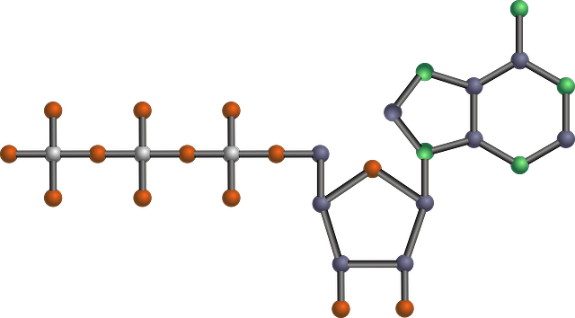 Free download Molecule Nucleotide Atp Adenosine -  free illustration to be edited with GIMP free online image editor