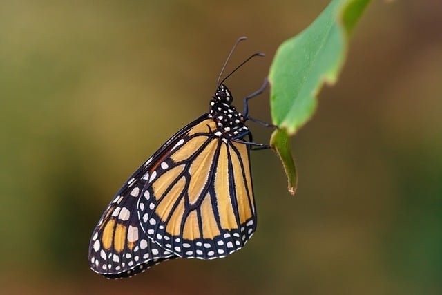 Free download monarch butterfly butterfly wildlife free picture to be edited with GIMP free online image editor