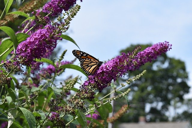 Free download Monarch Butterfly Fly -  free photo or picture to be edited with GIMP online image editor