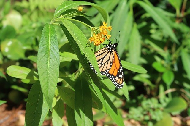 Free download Monarch Butterfly Insect -  free photo or picture to be edited with GIMP online image editor