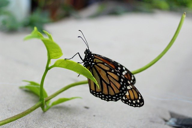 Free download Monarch Butterfly Plant -  free photo or picture to be edited with GIMP online image editor