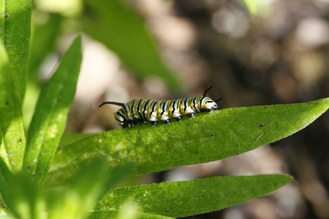 دانلود رایگان Monarch Caterpillar - عکس یا تصویر رایگان قابل ویرایش با ویرایشگر تصویر آنلاین GIMP