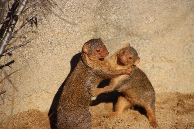 Free download mongoose dwarf mongoose mammals free picture to be edited with GIMP free online image editor