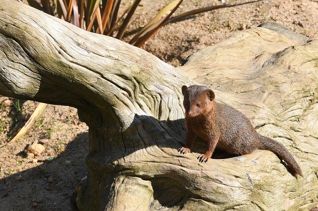 Free download Mongoose Dwarf Zoo Nikon -  free photo or picture to be edited with GIMP online image editor