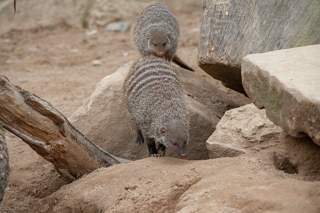 Free download Mongoose Rocks Tree Stump -  free photo or picture to be edited with GIMP online image editor