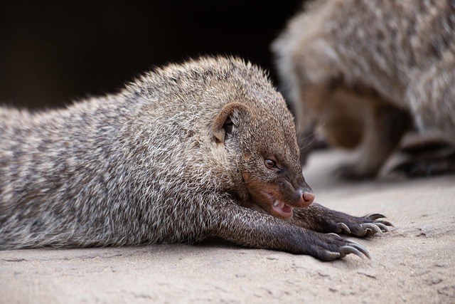 Free download mongoose zebra mongoose fur mammal free picture to be edited with GIMP free online image editor